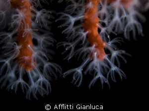 red coral by Afflitti Gianluca 
